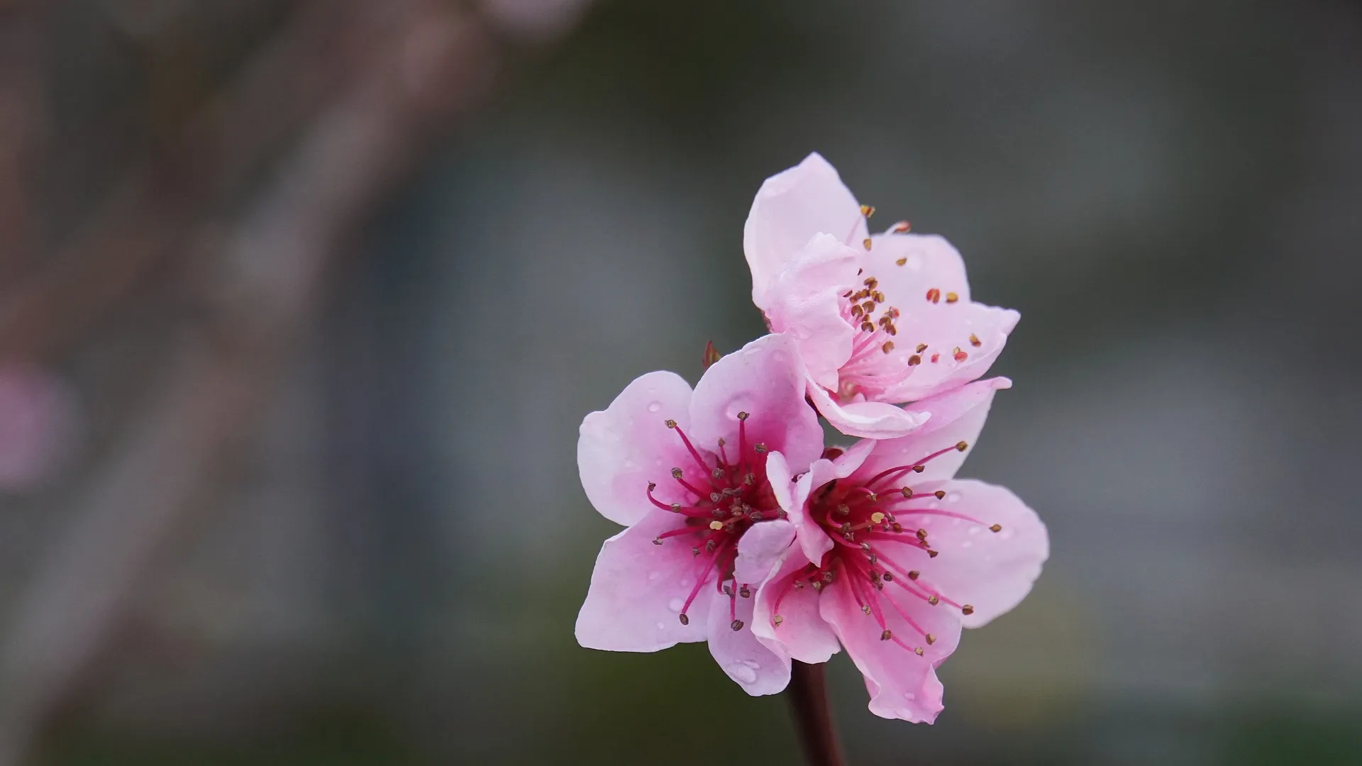 梅と桜の間に咲く桃の花。桃は、日本の花暦(はなごよみ)では、菜の花とともに3月を代表する花