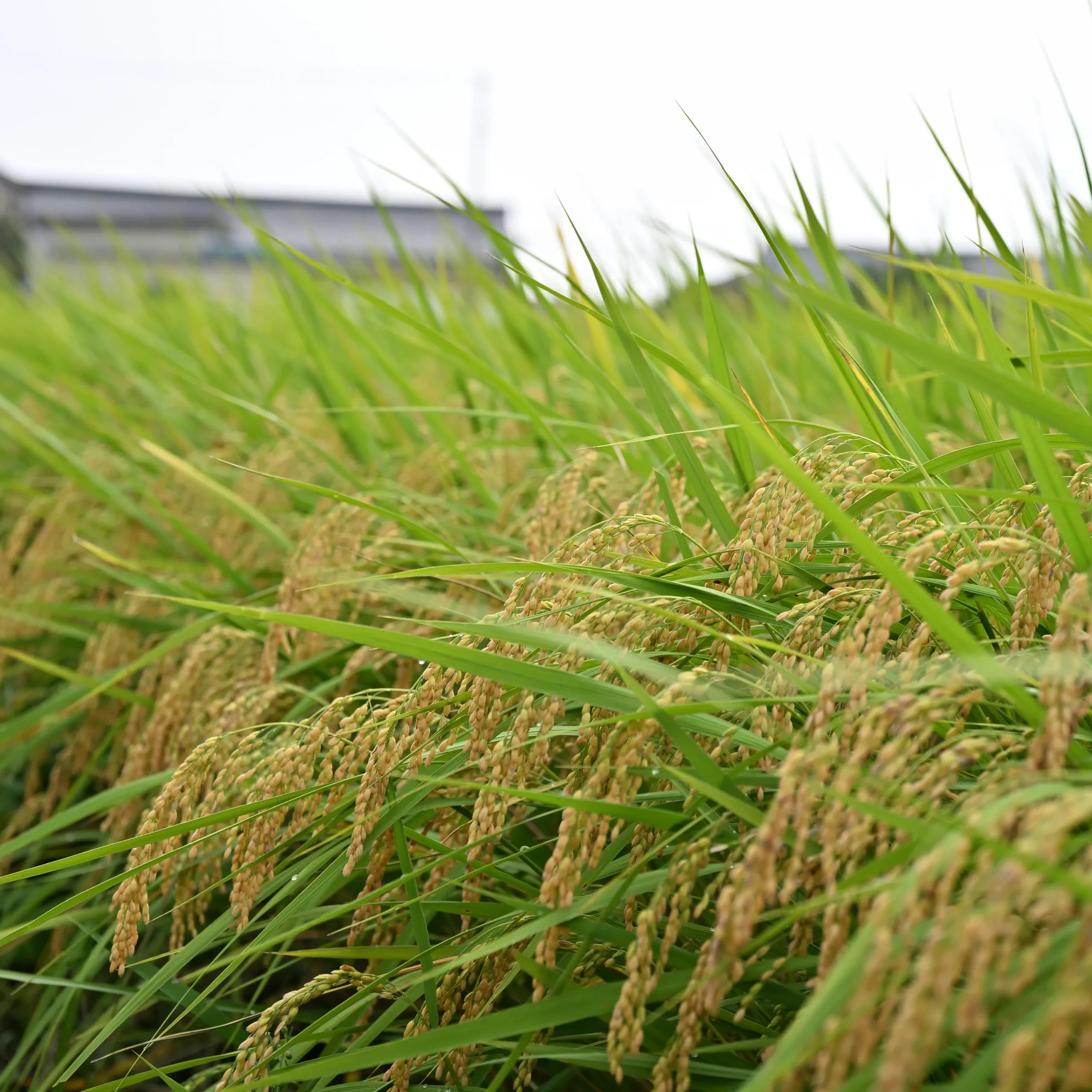 黄金色に実った稲穂が重みで穂先をたわませる水田のクローズアップ。「実るほど頭を垂れる稲穂かな」のことわざが示すように、学問や技能を深めるほど謙虚になる様子を象徴している