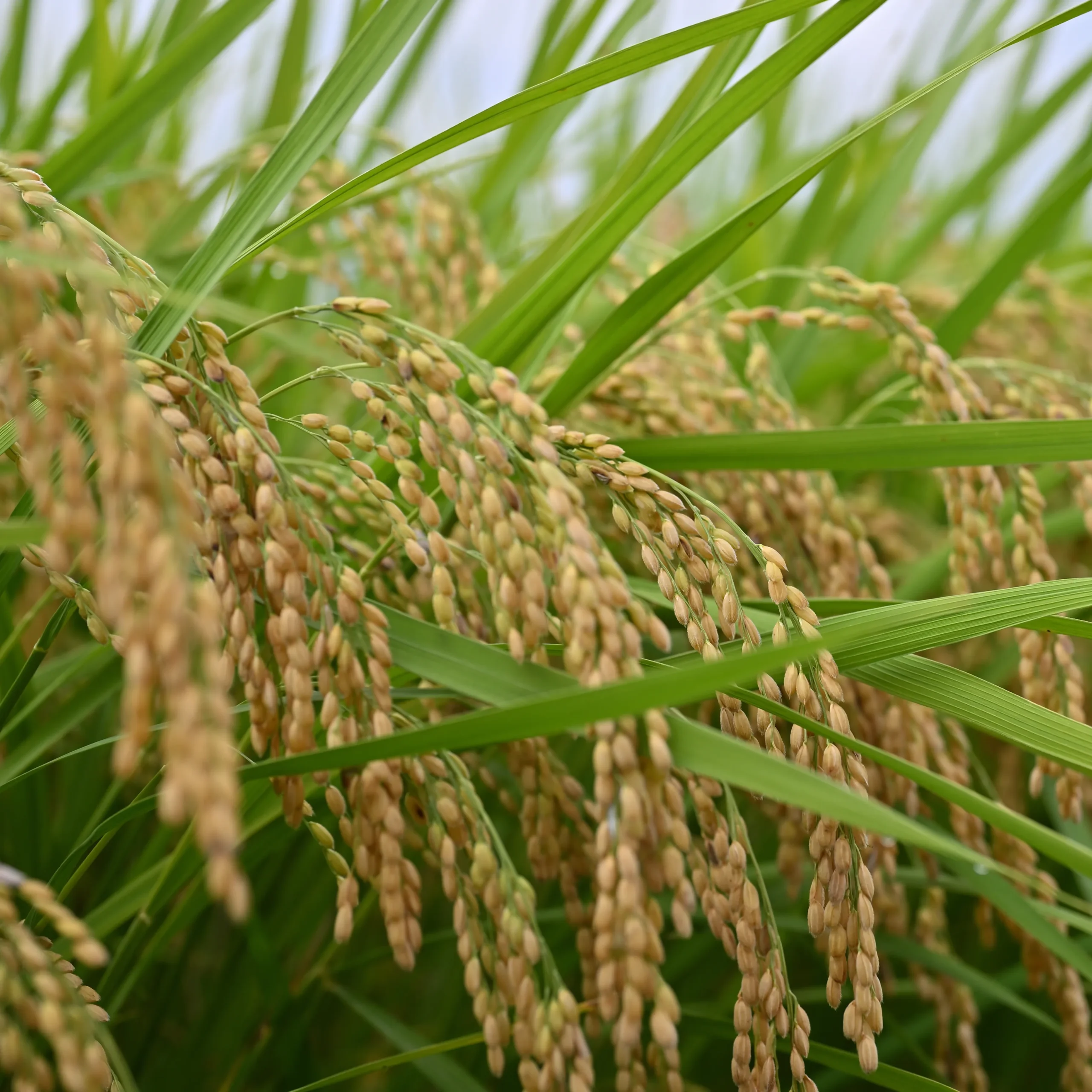 豊かに実り、その重みで頭を垂れる黄金色の稲穂