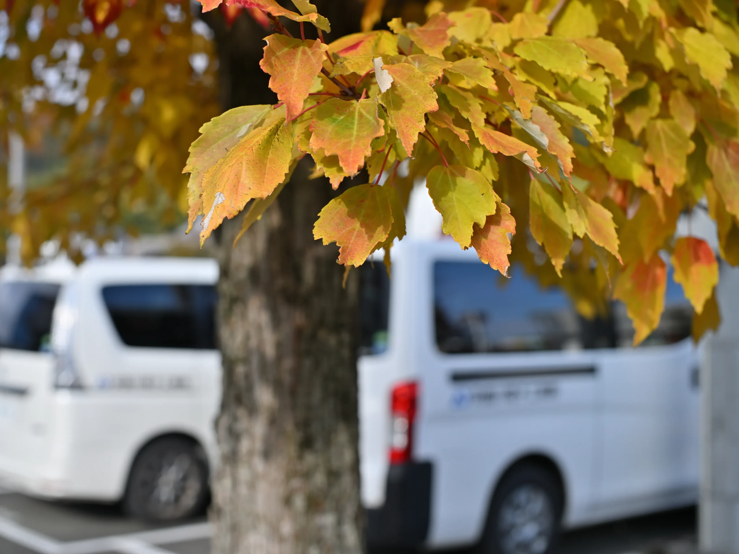 紅葉した葉が、事務所から見える