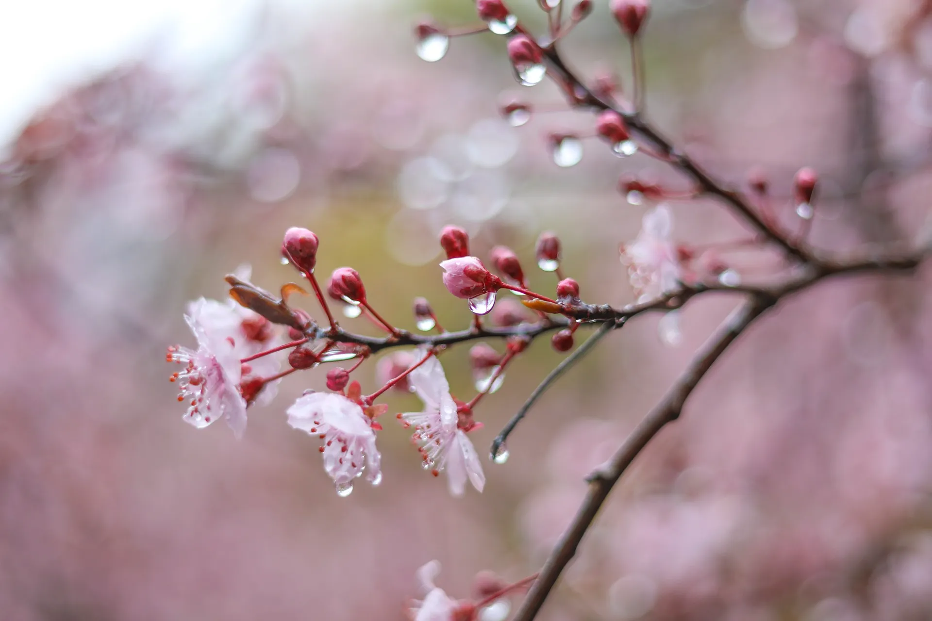 花開いて風雨多しとは、せっかく咲いた花が風雨に打たれること。それから、世の中はあれやこれやと、うまくいかないものだという意味です。