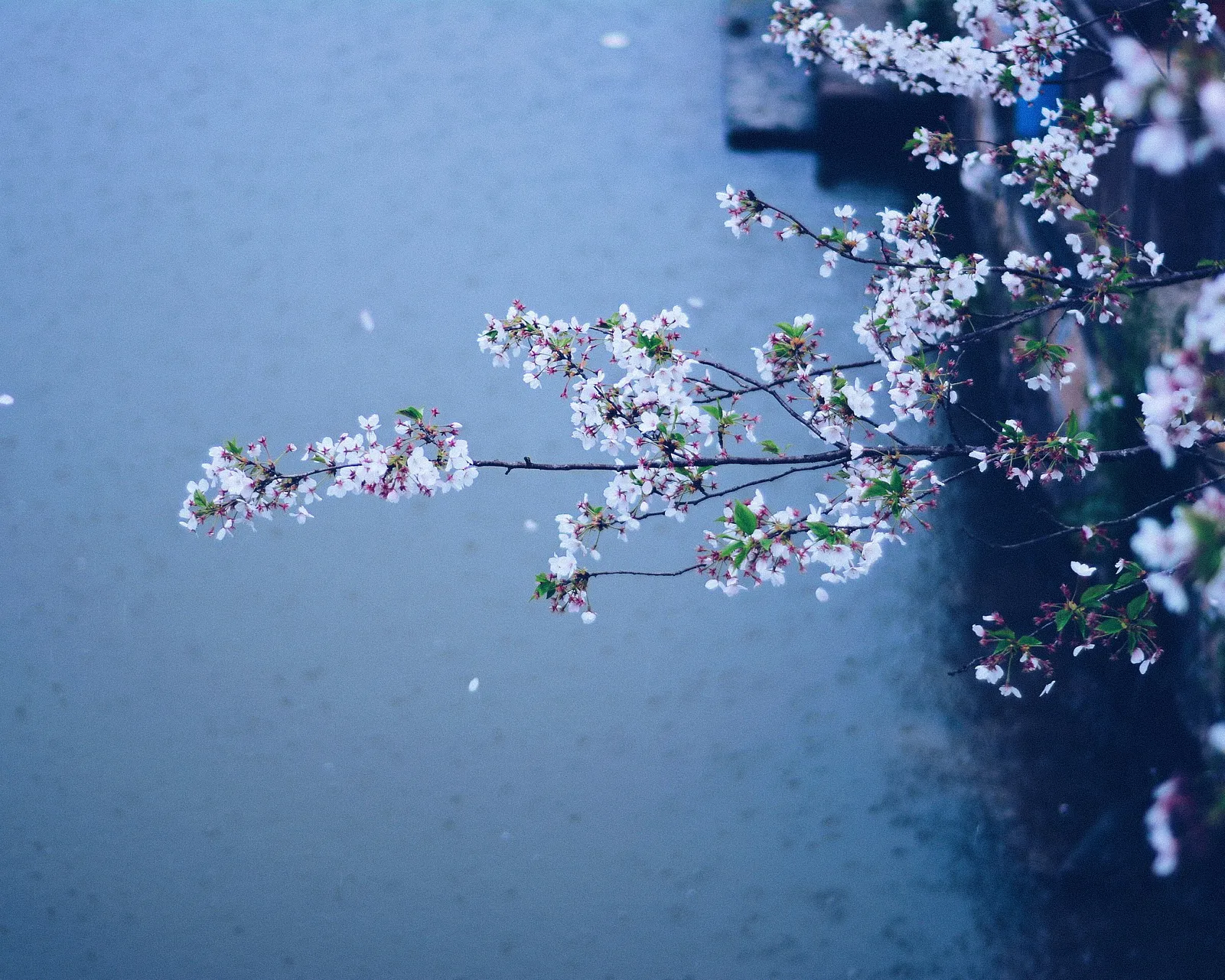 春一番には実は、春二番、春三番と続きがあります。春二番は東京だと、桜の咲く頃に、春三番は、桜の花が散る頃に吹きます。