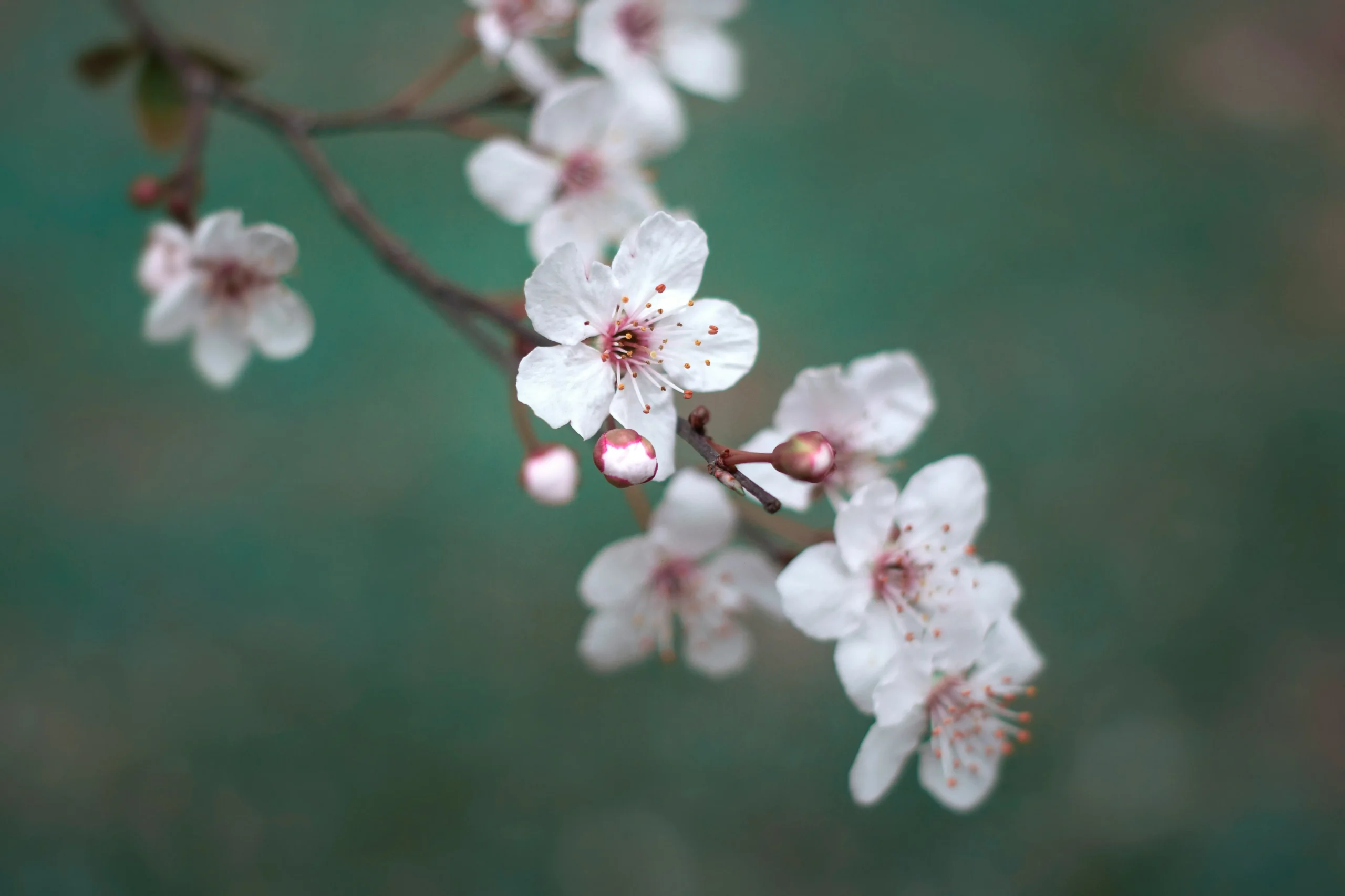 桜の開花日の基準になるのが、標準木。気象庁の担当職員が、標準木に5、6輪咲いたときを観測し、開花日として発表