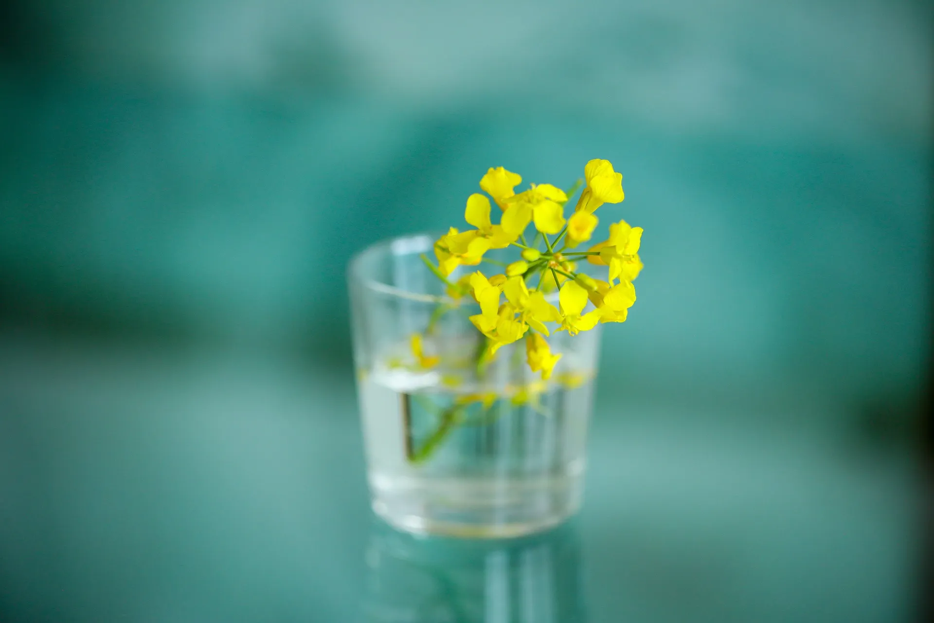 菜の花の咲く、3月中旬〜4月にかけての長雨を菜種梅雨（なたねづゆ）と呼びます