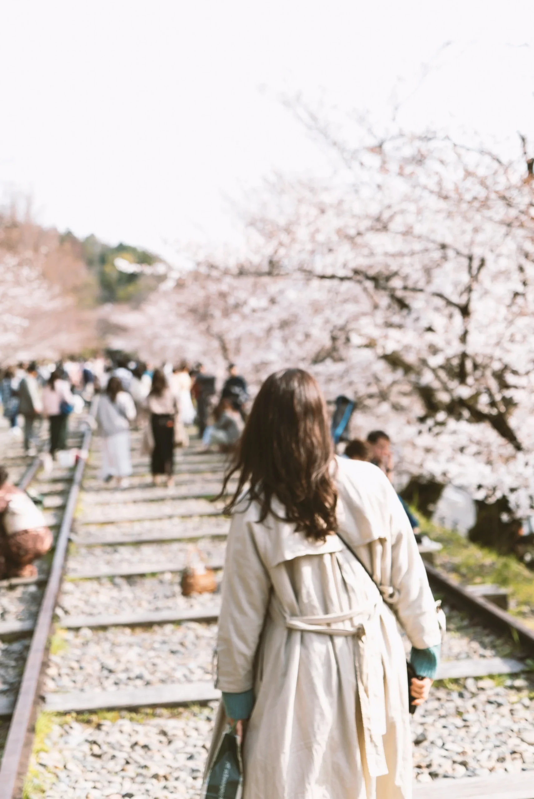 桜の開花日の基準になるのが、標準木。気象庁の担当職員が、標準木に5、6輪咲いたときを観測し、開花日として発表