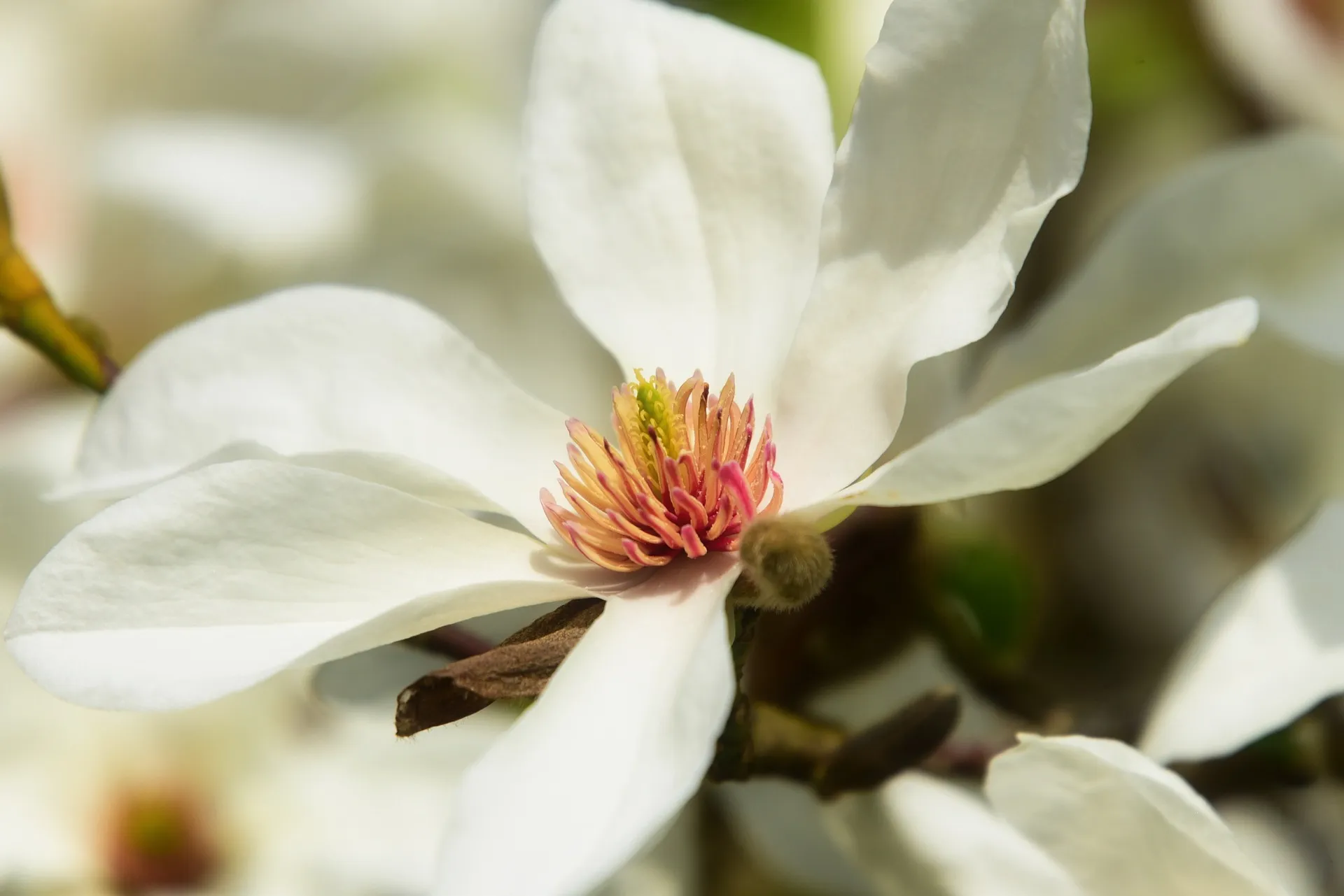 辛夷（こぶし）は、田打ち桜とも呼ばれます。白く大きな辛夷の花が咲く時期に、田植えに備えた土掘り作業を始めるためです。