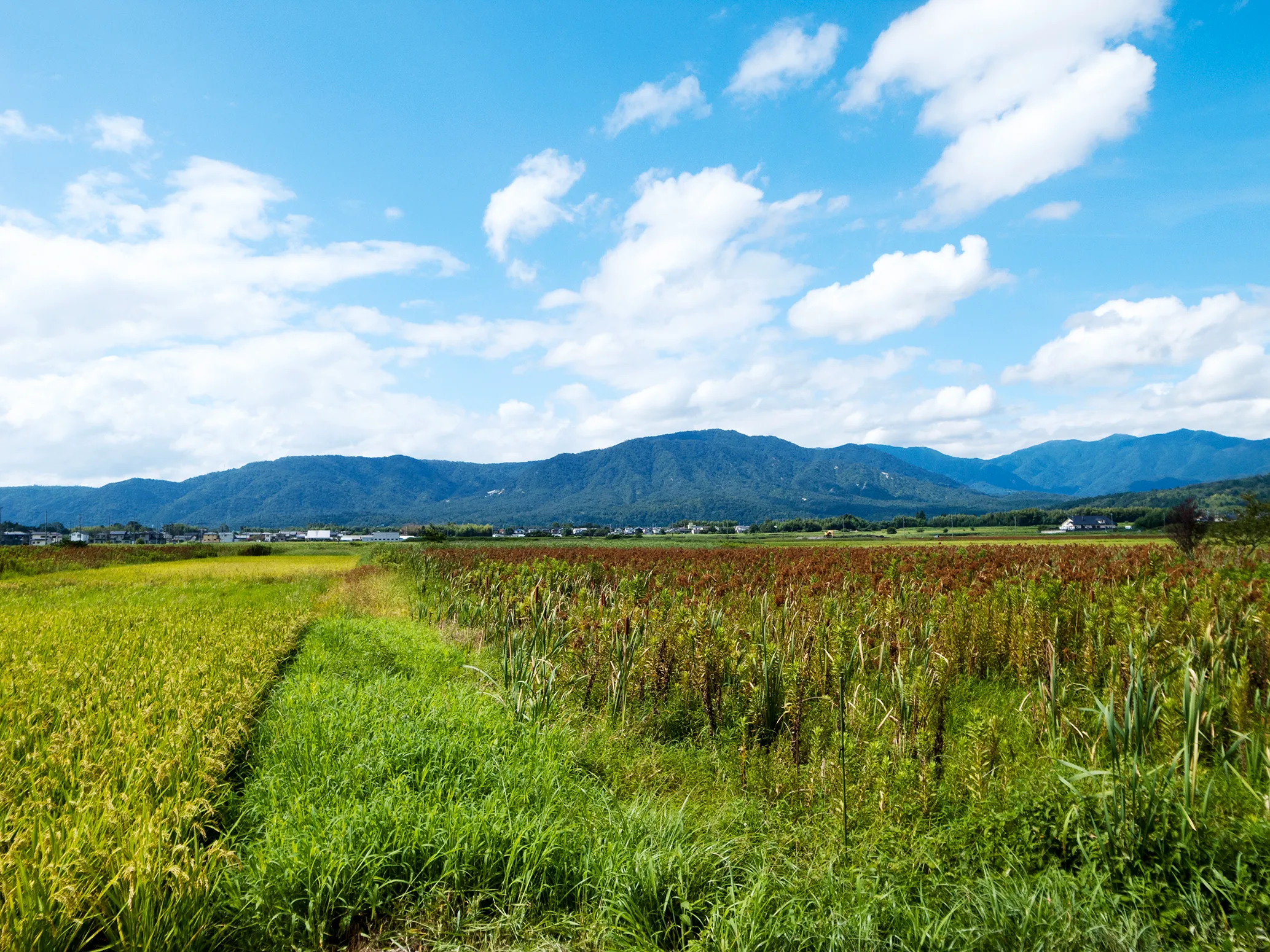 農作業の目安となる、桜や辛夷のような木は、農諺木（のうげんぼく）と呼ばれます。田園が広がる高島市でもそろそろ、田植えに備えた田打ちが始まりそうです。