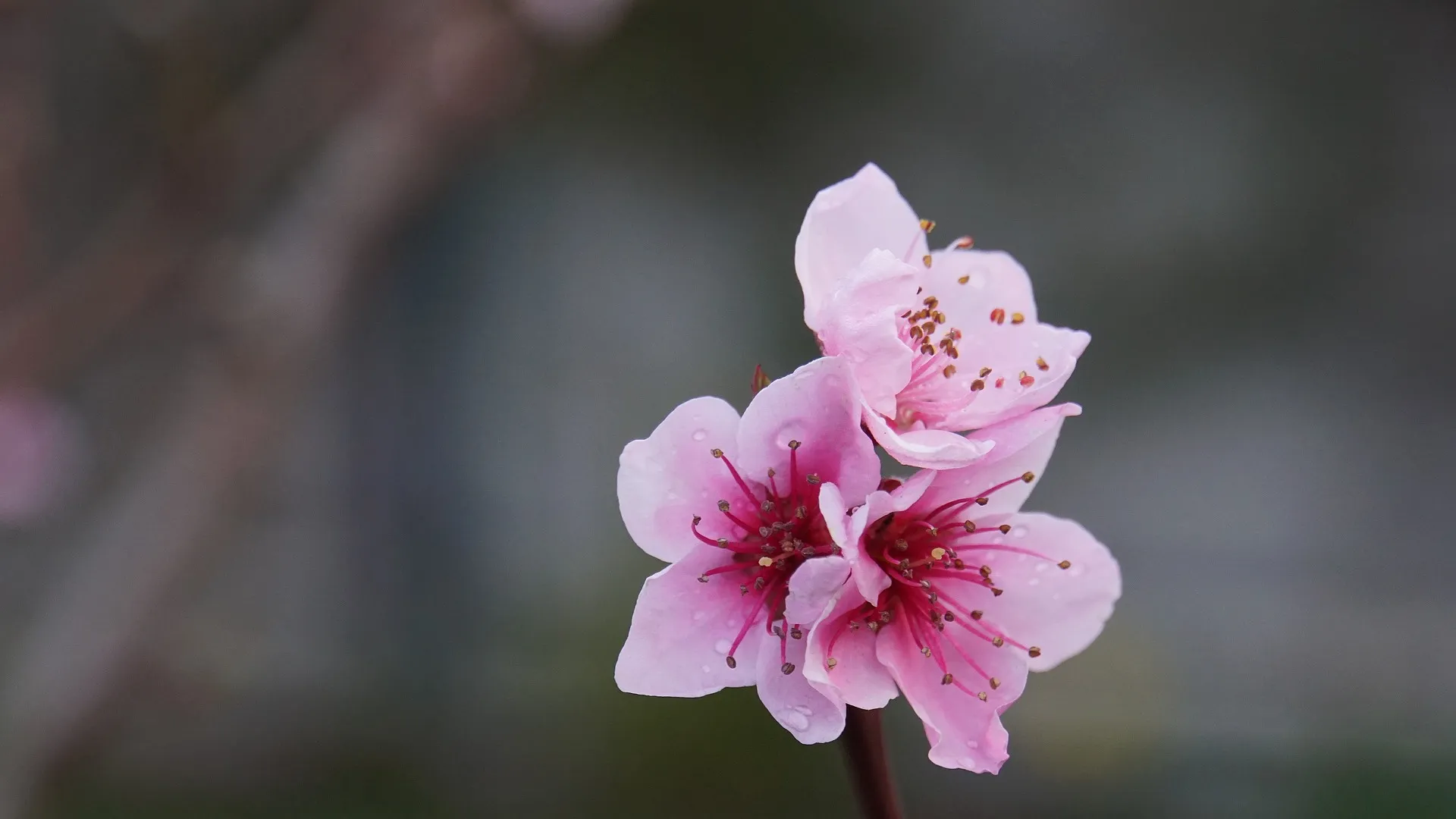 梅と桜の間に咲く桃の花。桃は、日本の花暦（はなごよみ）では、菜の花とともに3月を代表する花