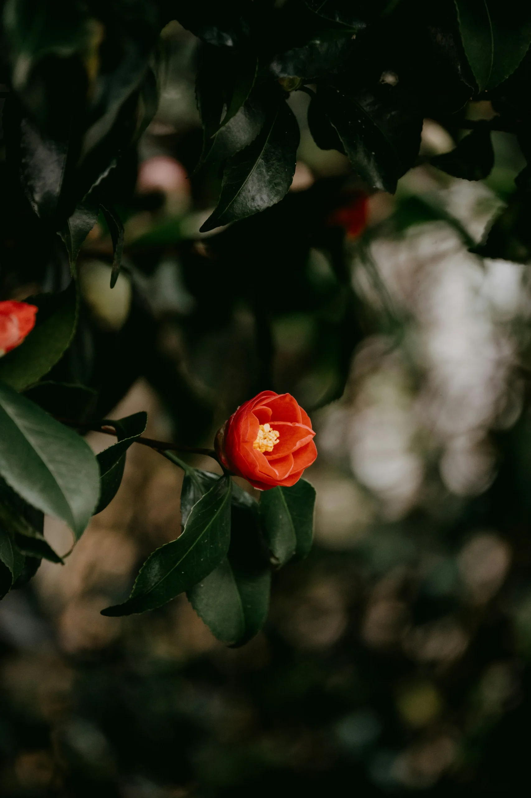 桜の淡い紅色と並んで、椿（つばき、Camellia）の茜色が映えます。