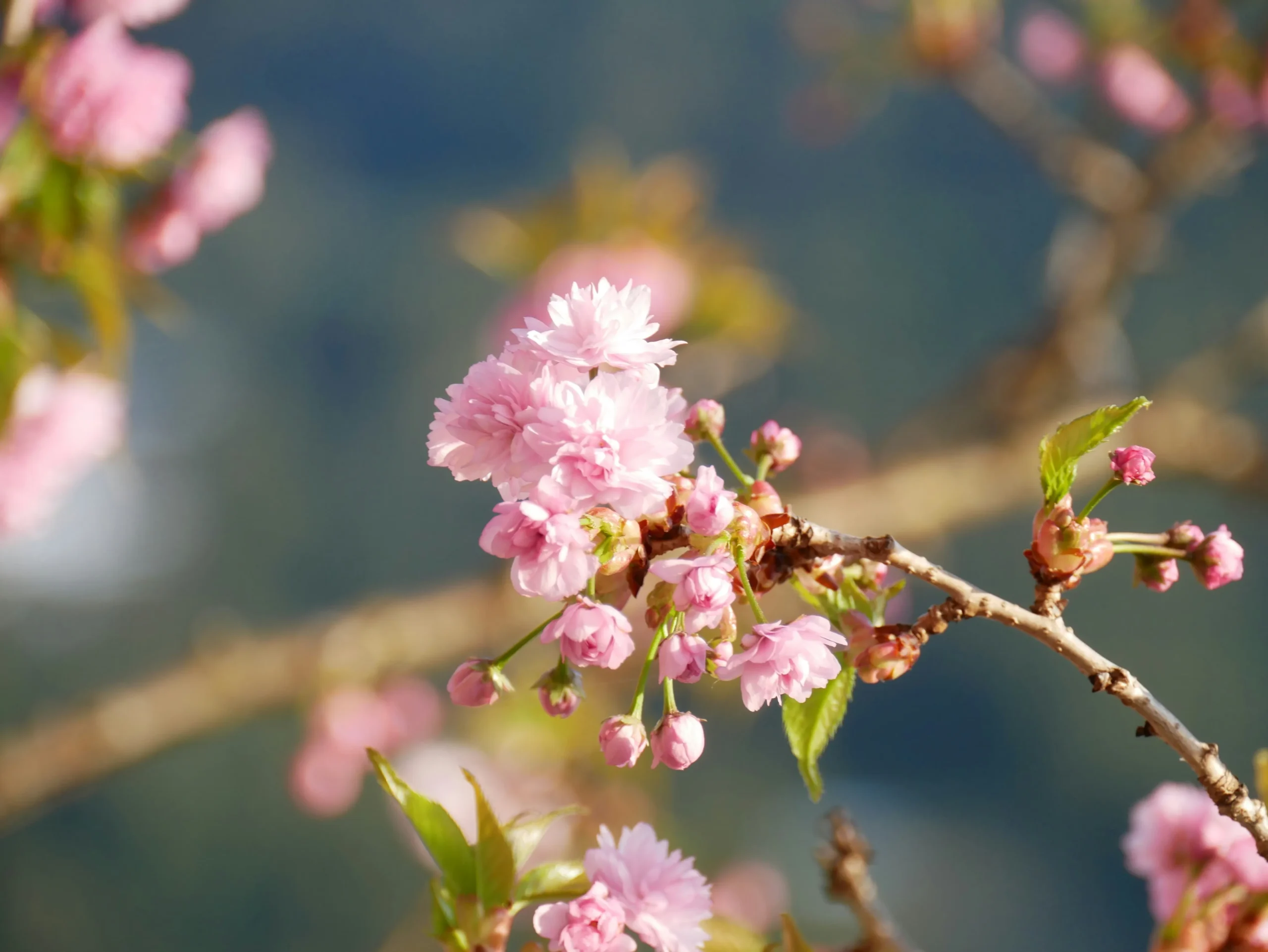 マキノ高原には八重桜、大島桜、ソメイヨシノらが約1,000本植えられています。八重桜は今週末〜来週が見頃です。花がこんもりとして、満開の木の下を歩くと包みこまれそうです。