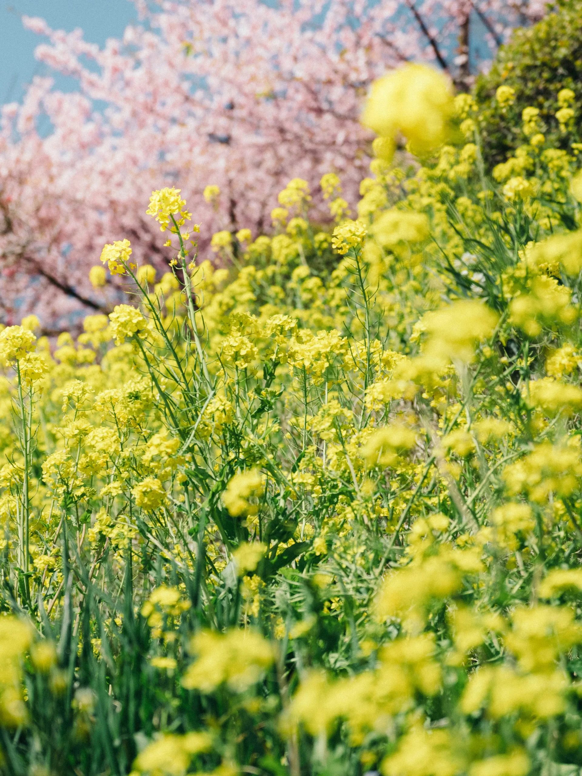 菜の花と桜。春には色があふれます。サクラ（桜）の語源には諸説ありますが、美しく咲くという意味の咲麗（さきうら）からきたというのもそのひとつです。