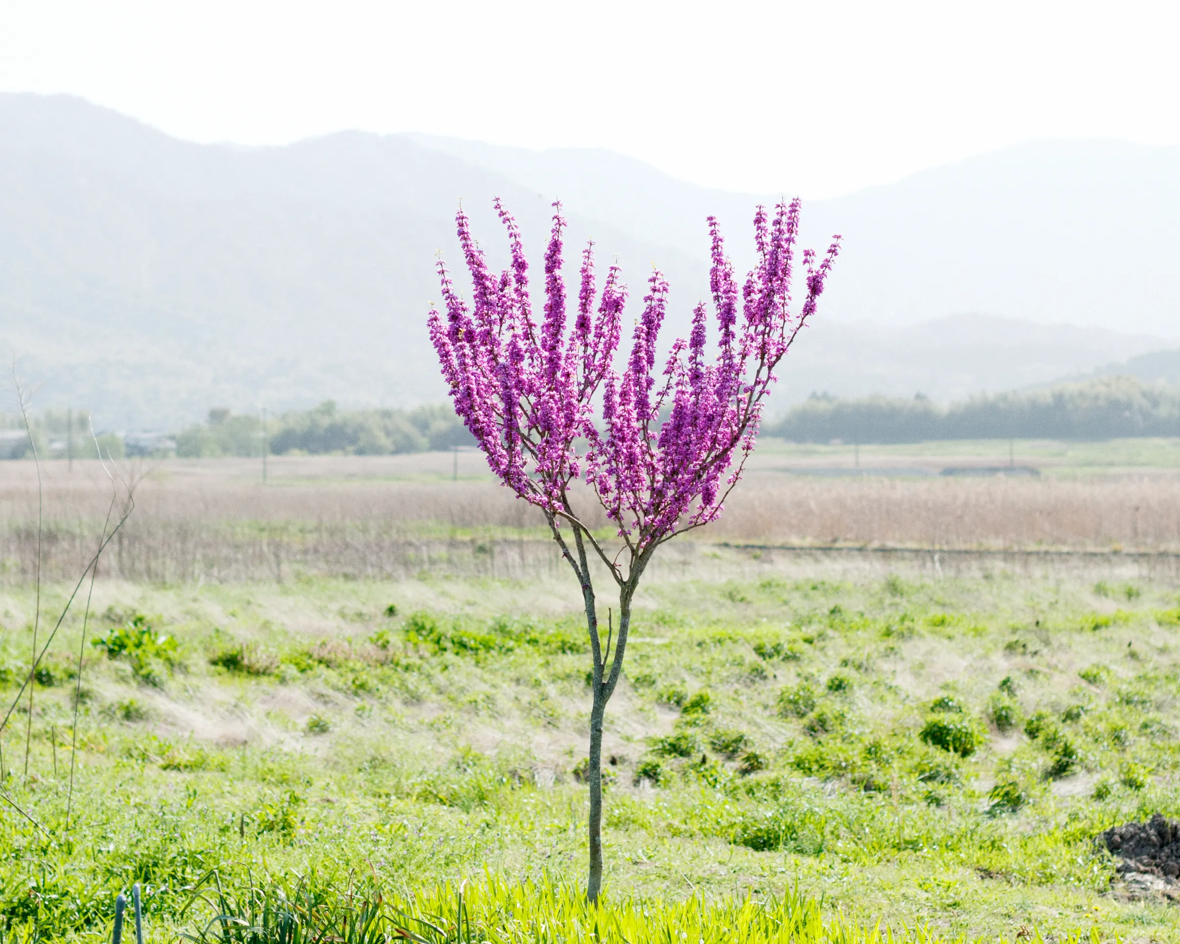 ハナズオウ（花蘇芳）。枝一面を埋め尽くすように咲く姿は、遠目からでも目を奪います。田園が広がる光景に、その色彩を遮るものはありません。