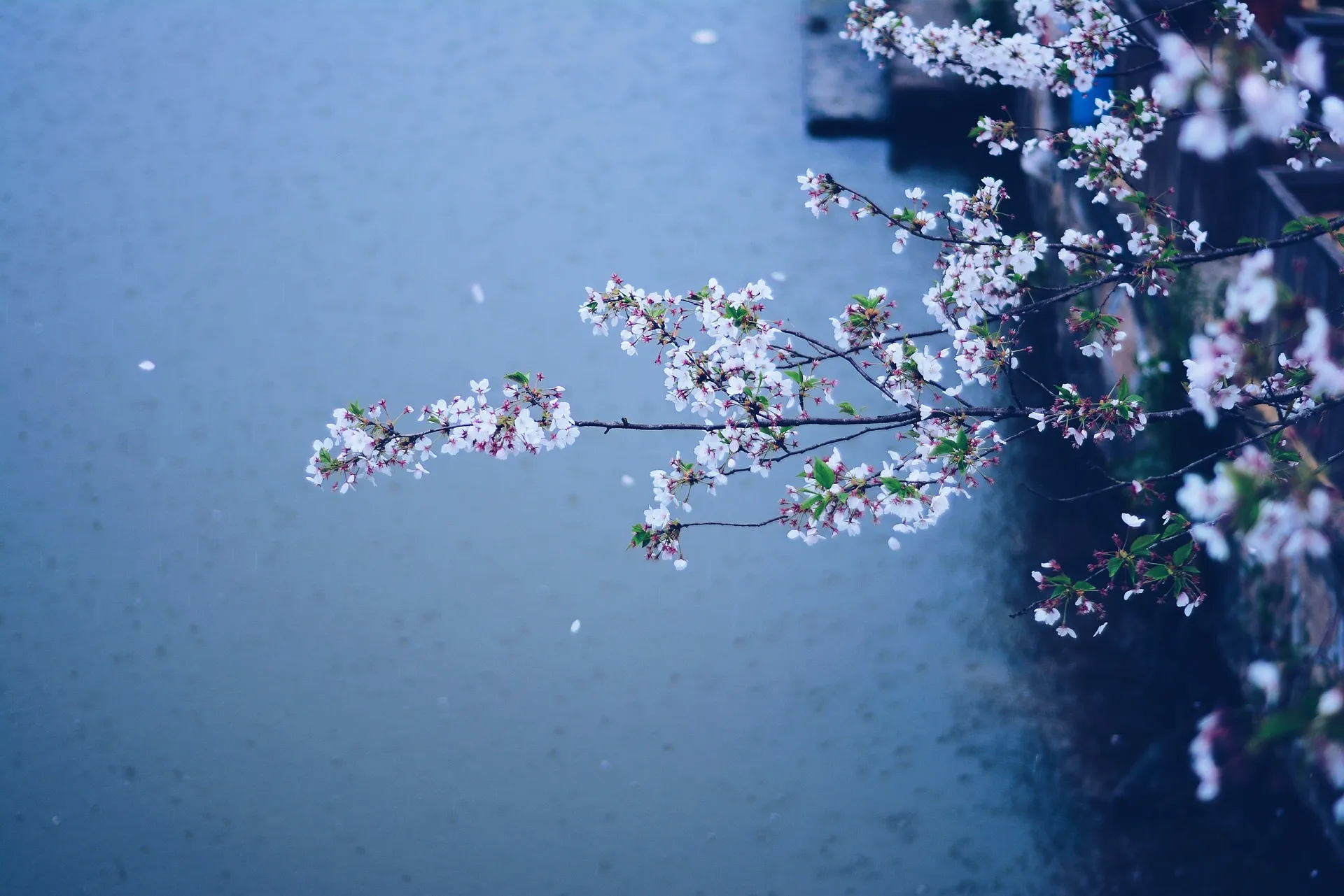 春の雨は、木の芽起こしに始まり、花の開花をうながす催花雨（さいかう）、そして花散らしの雨に終わります。