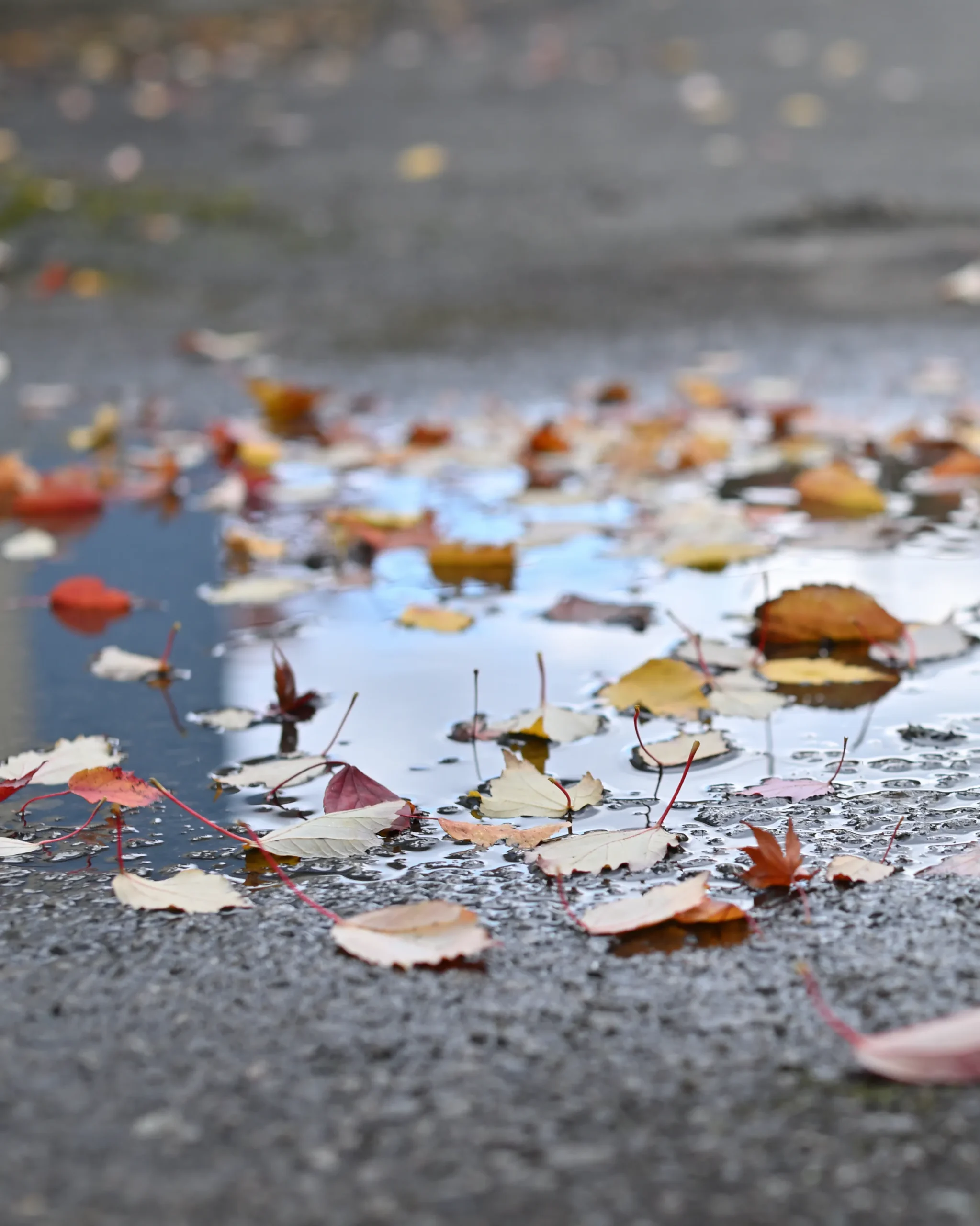 秋の気配が漂うアドガワエレクトロニクスの駐車場。雨上がりの地面には、色とりどりの落ち葉が広がる。