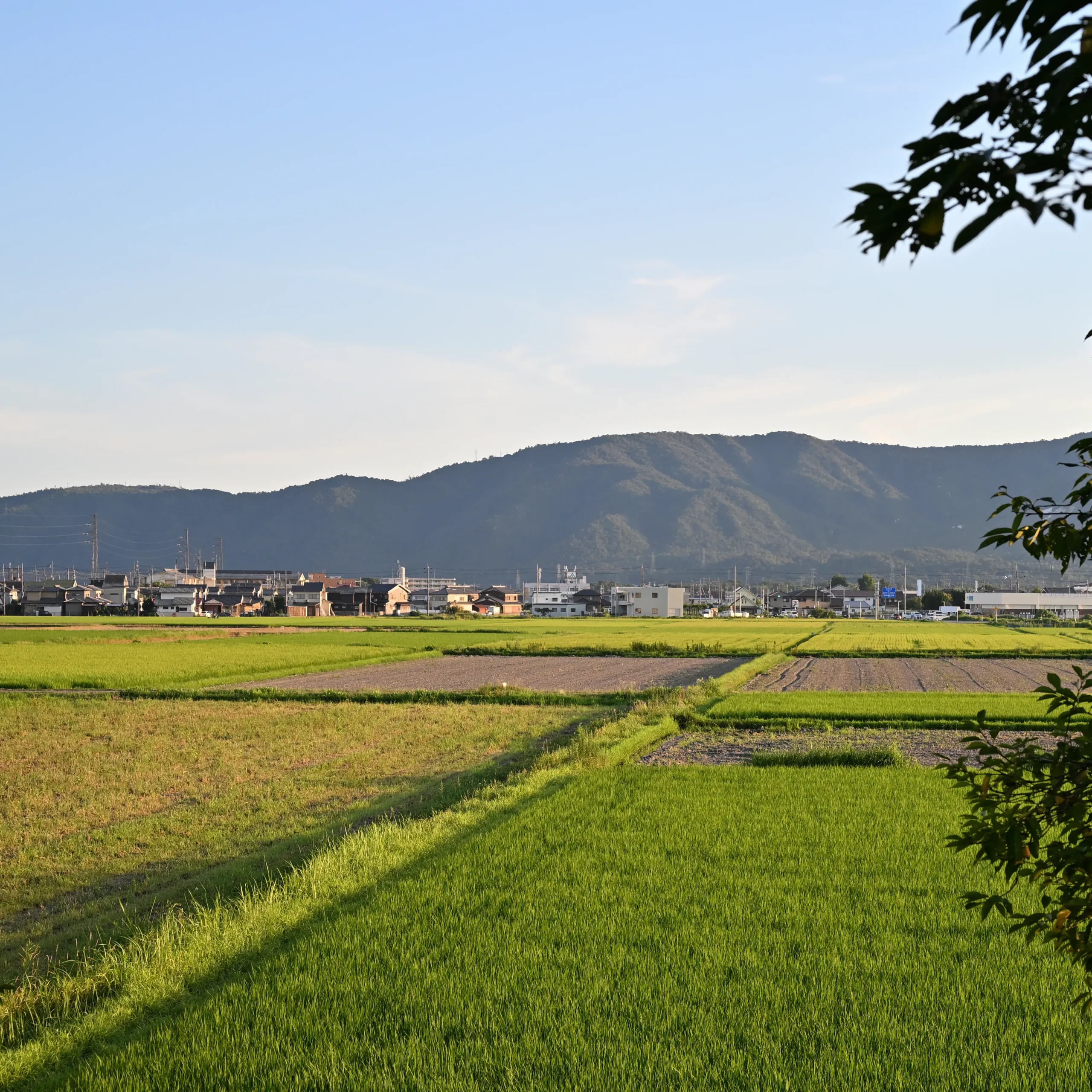 高島市内の田園風景。田植え前と田植え後の田んぼが見渡せる高台からの風景