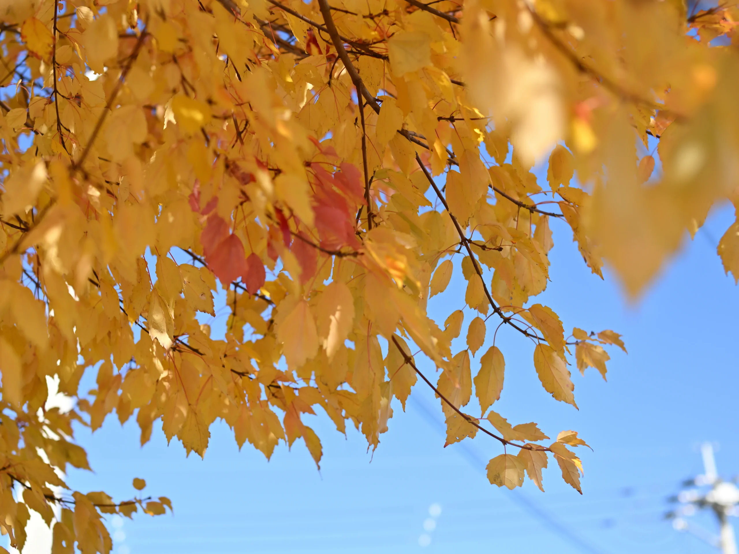 秋の紅葉した葉が窓の外に見える。フリーアドレス導入に伴い改装中の事務所内。窓際で仕事に集中する従業員が見る風景。