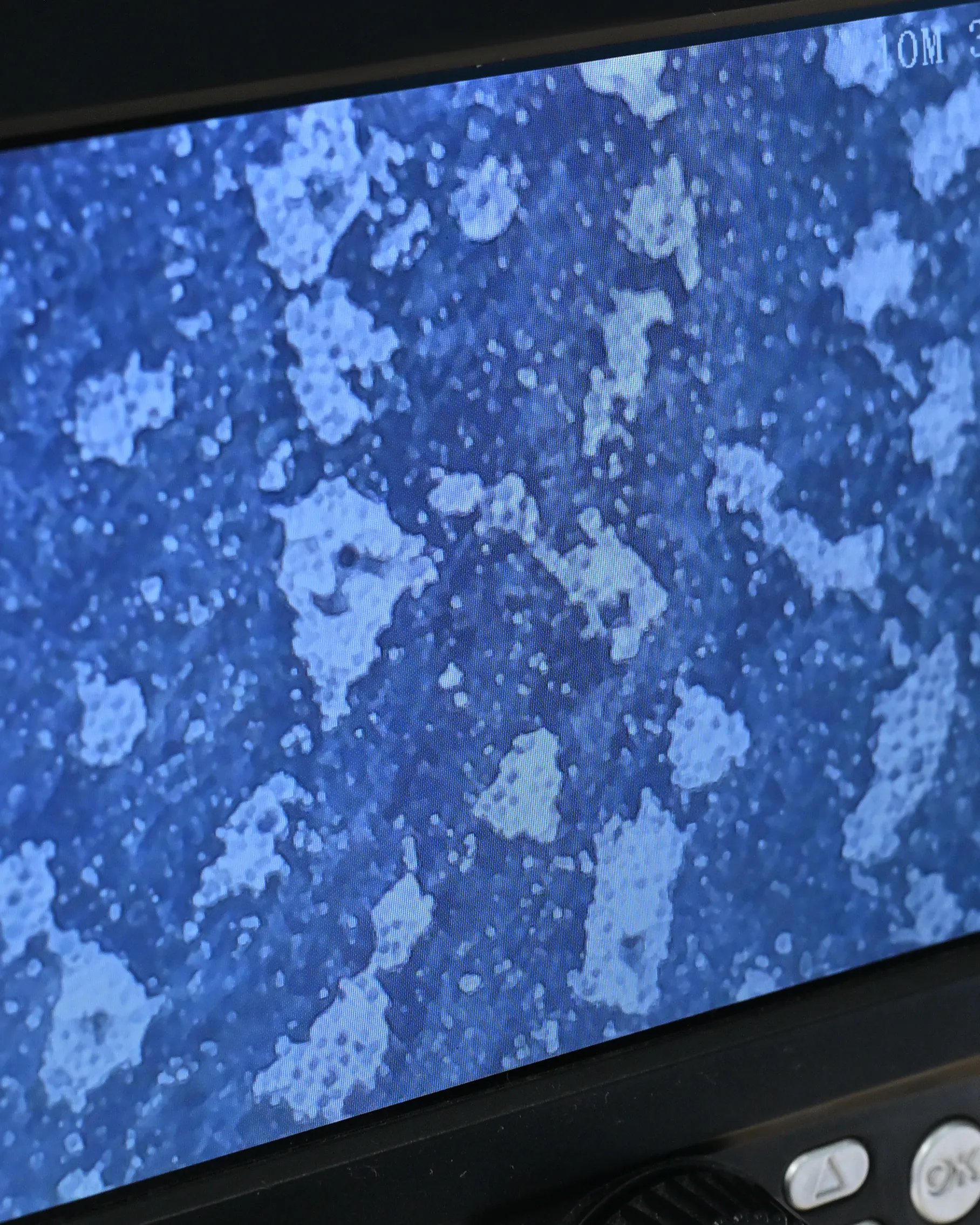 ヨーグルトのフタをデジタル顕微鏡で観察。デジタル顕微鏡のモニターを見ると、クレーターに覆われた月面のようにも、浜辺に打ち上げられたサンゴのようにも見える。