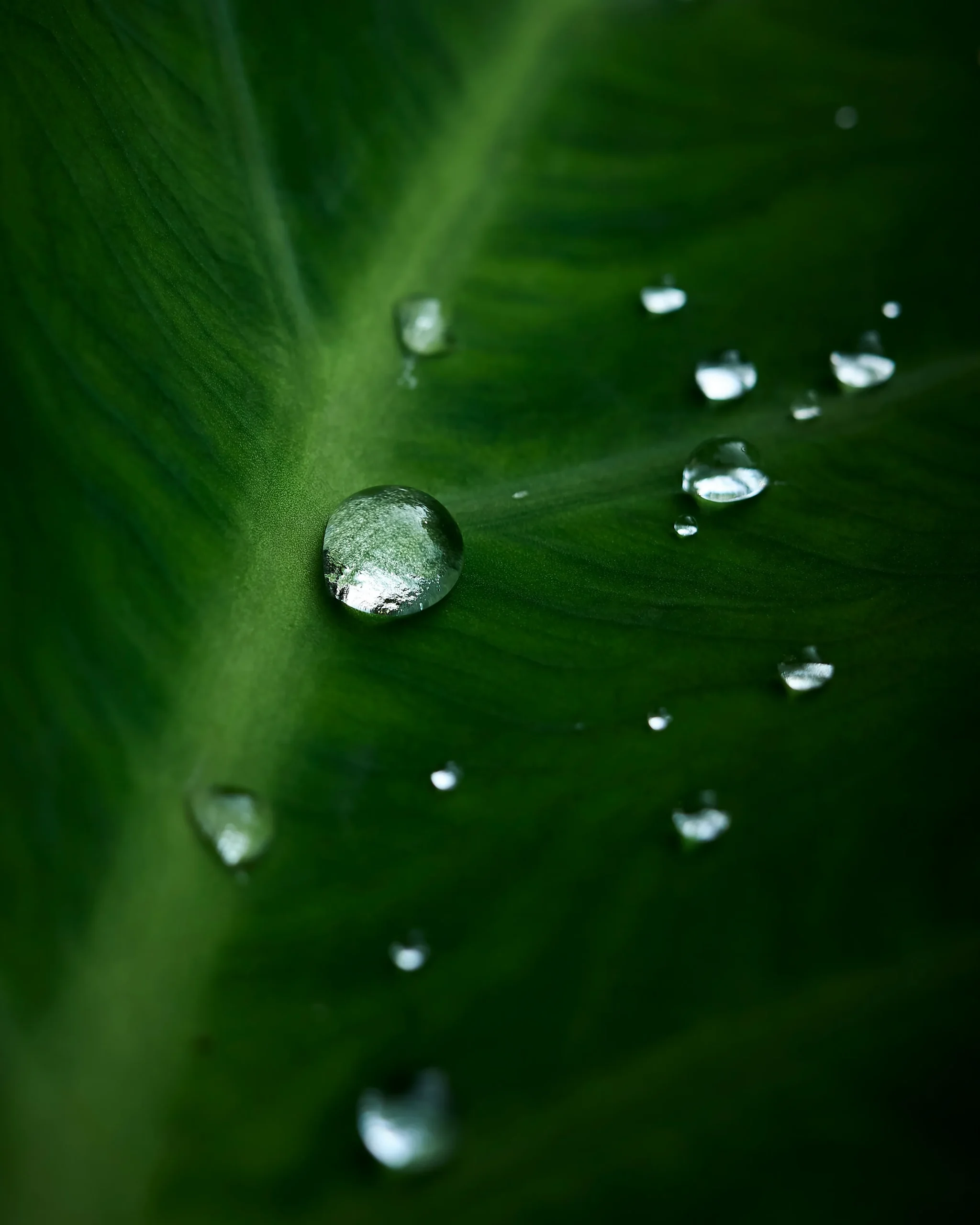 水滴が葉の上を滑り落ちる。蓮や里芋の葉に溜まった水滴のように、フタについたヨーグルトも滑り落ちる。